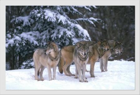 loups en meute